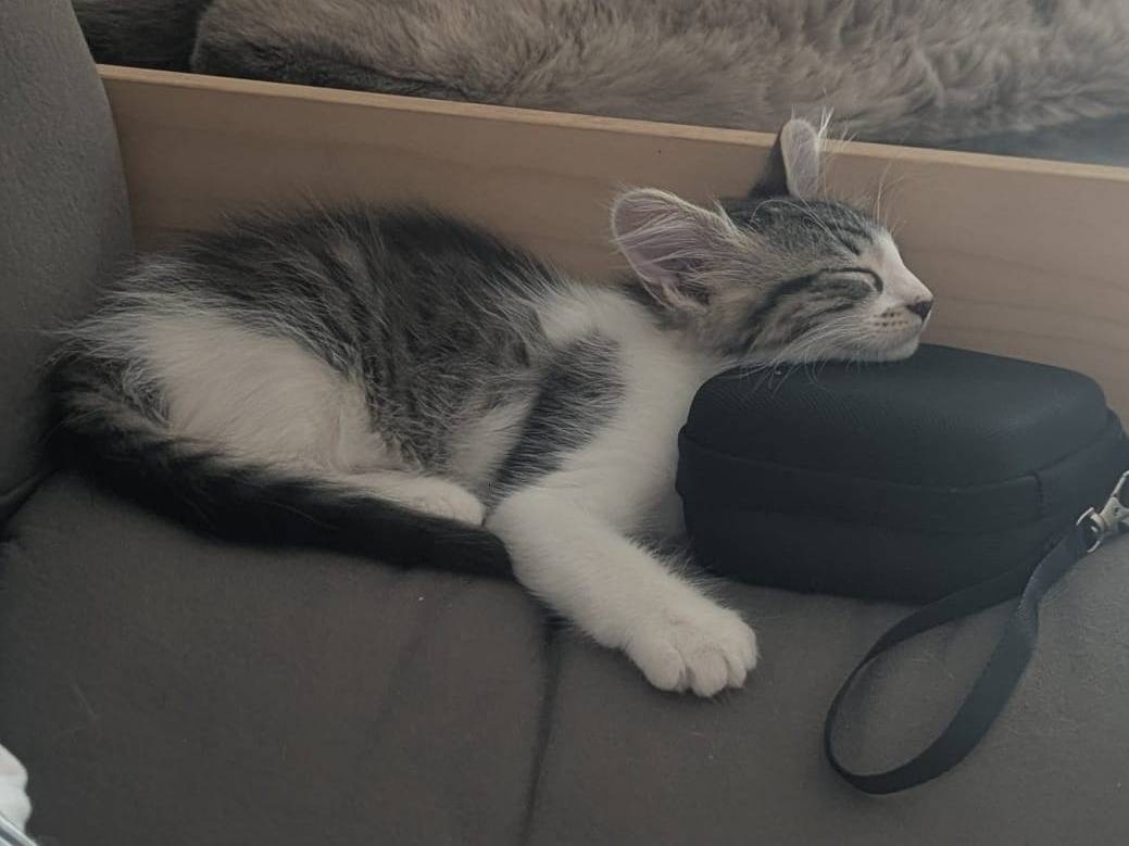 Vuoi adottare un gatto a Teramo?