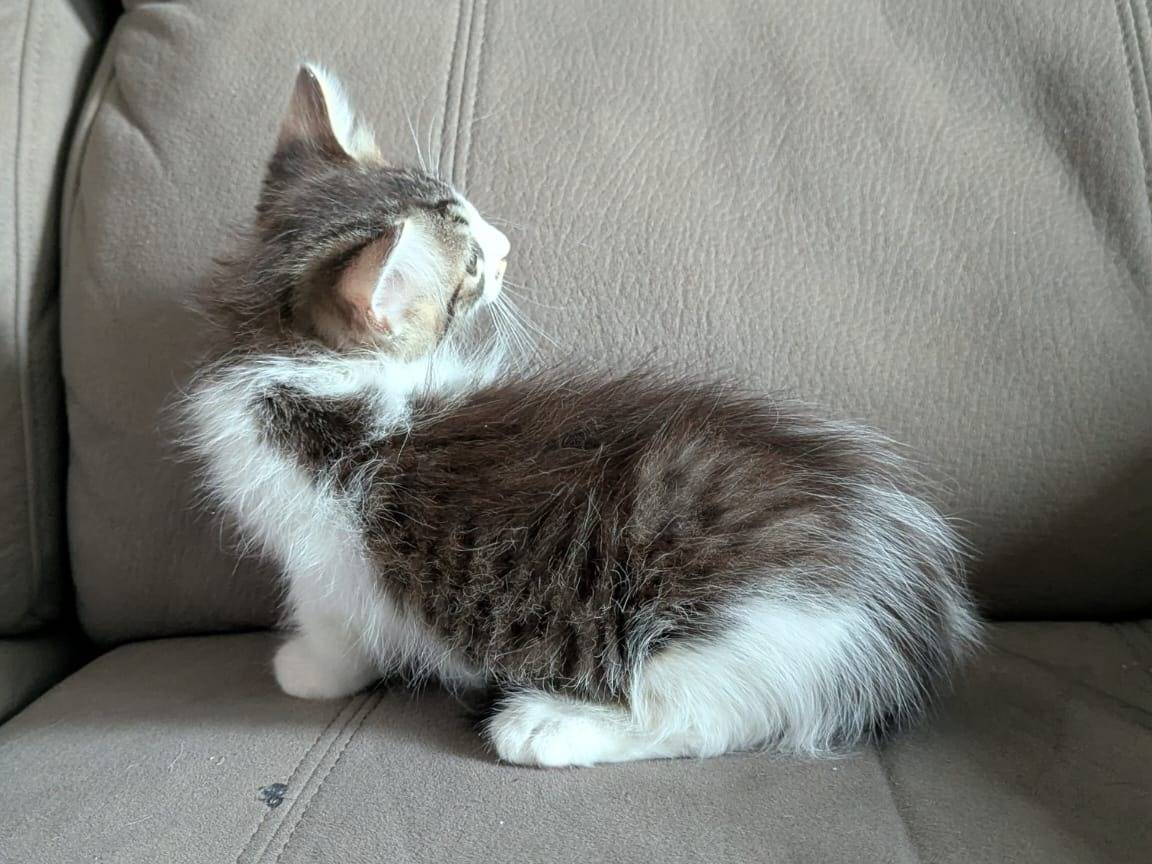 Adotta il gatto Maya a Teramo