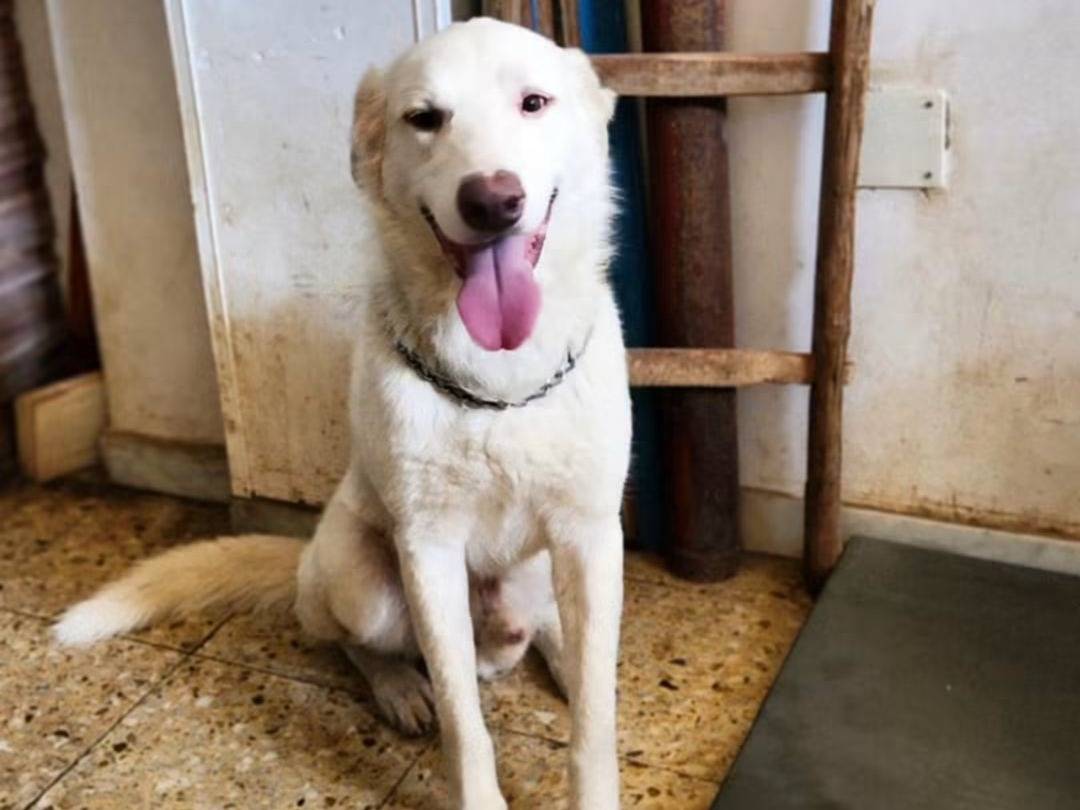 Adozione cane, maschio, Razza sconosciuta Razza sconosciuta, 4 anni e 5 mesi, taglia grande, Cosenza