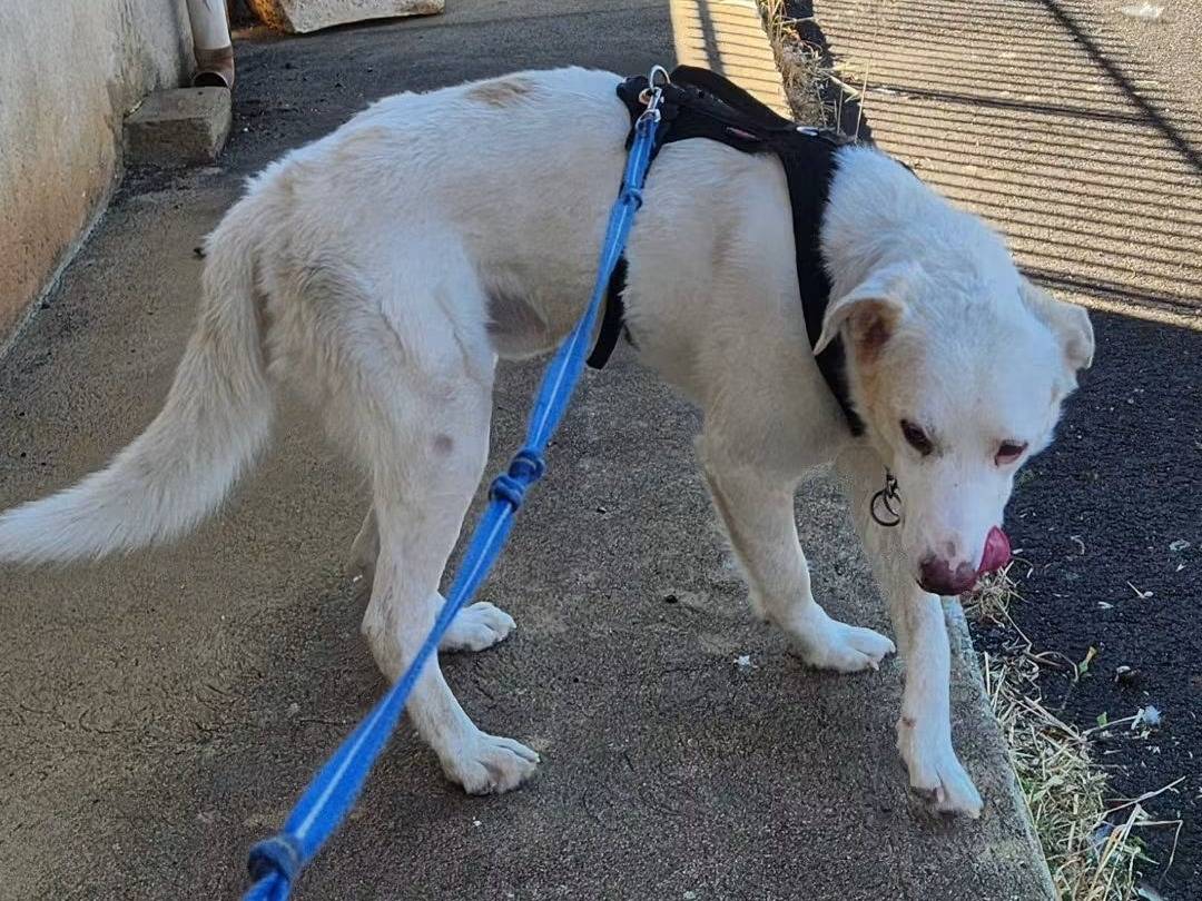 Adotta un cane, maschio, 4 anni e 5 mesi, Cosenza