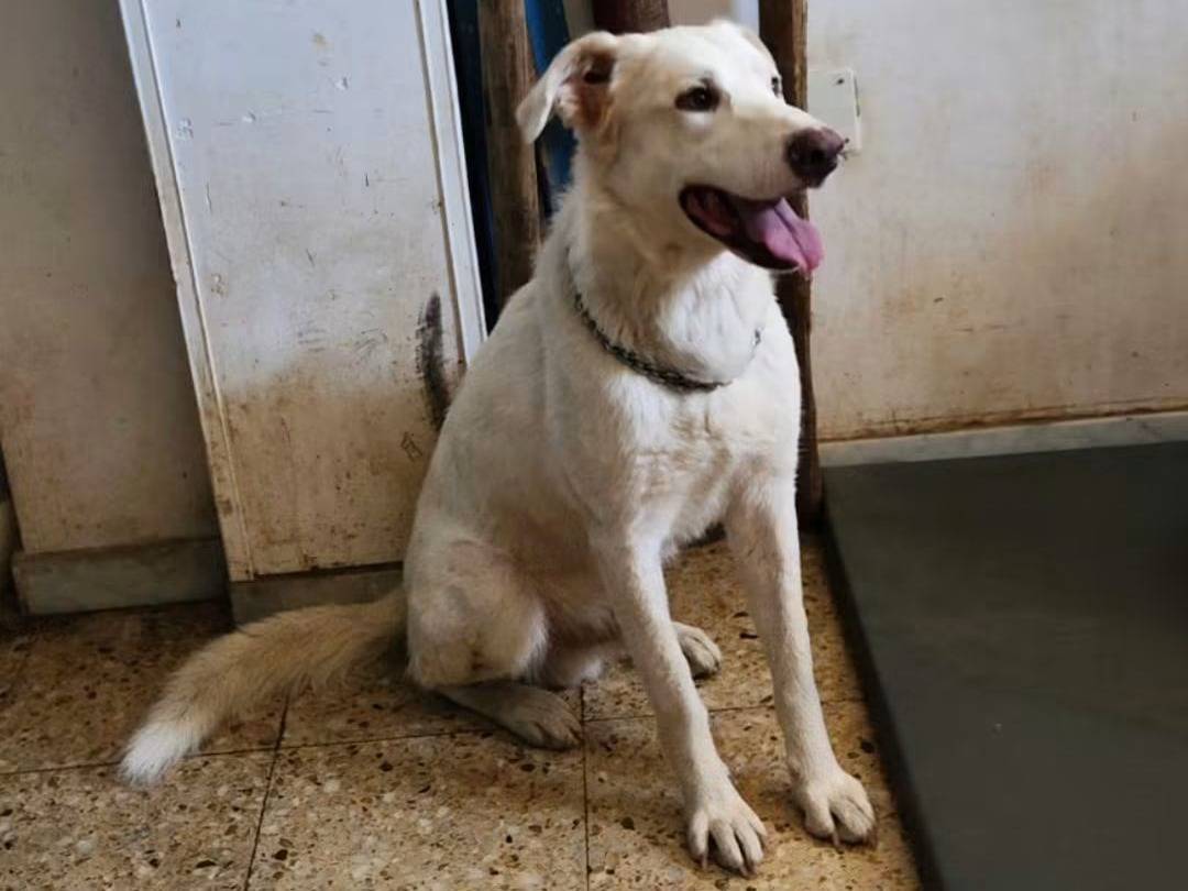 Vuoi adottare un cane a Cosenza?