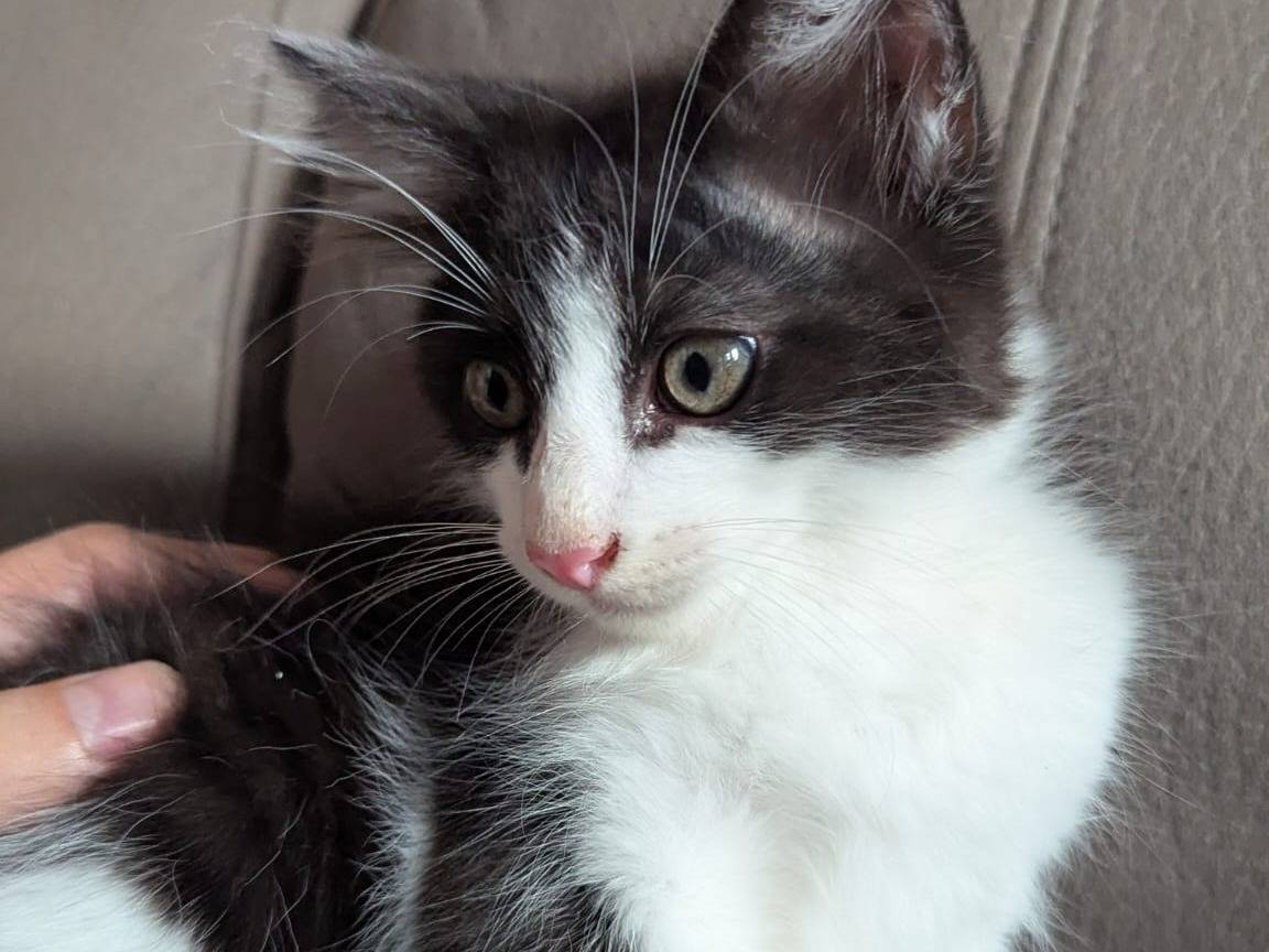 Adozione gatto, maschio, Razza sconosciuta Razza sconosciuta, 2 mesi, taglia non valida, Teramo