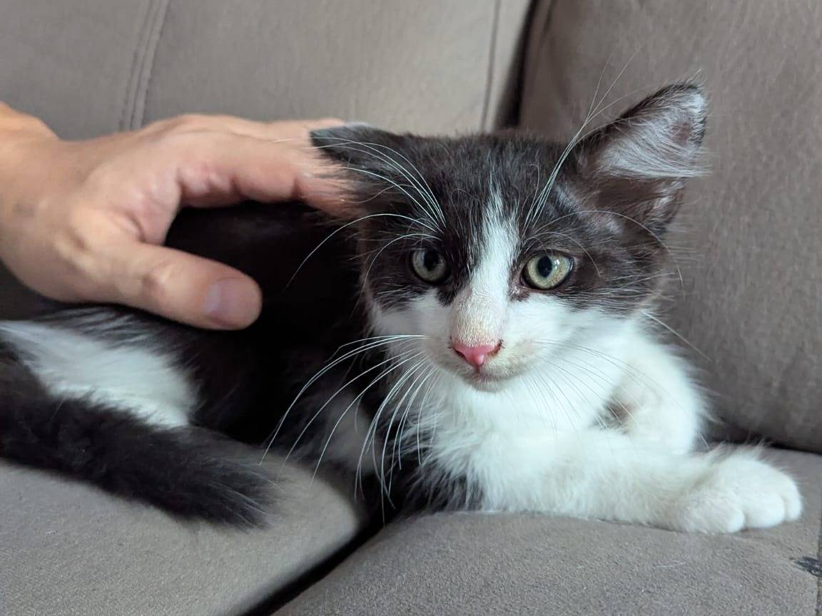 Adotta un gatto, maschio, 2 mesi, Teramo