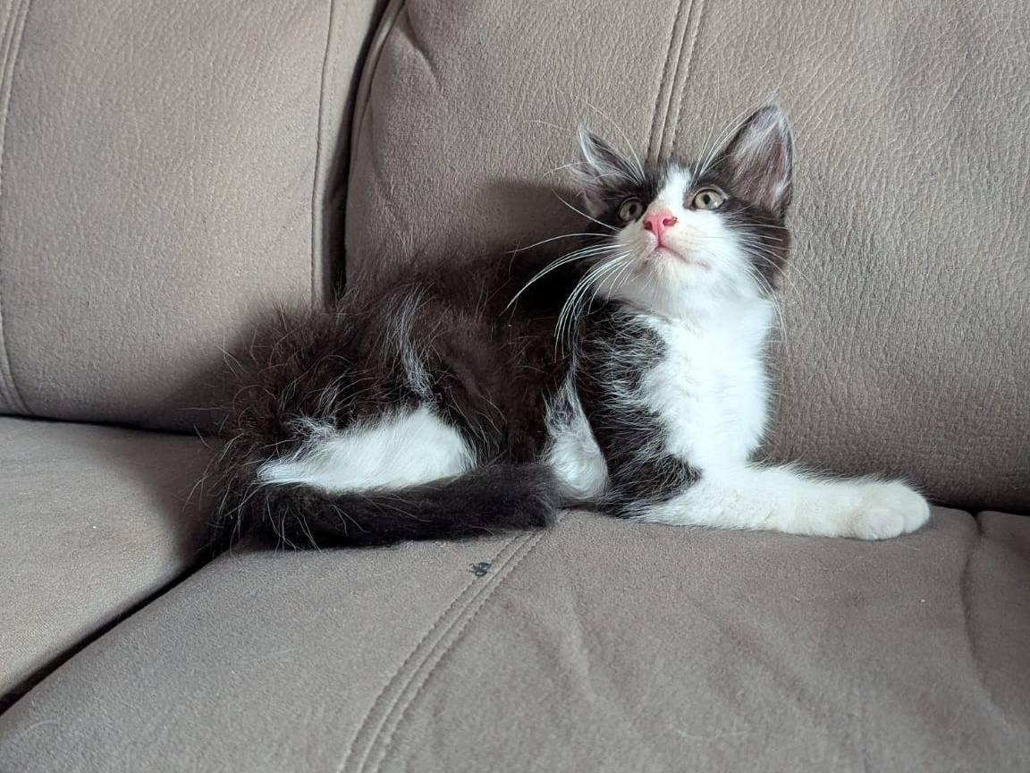 Adotta un gatto, taglia non valida, maschio, Teramo