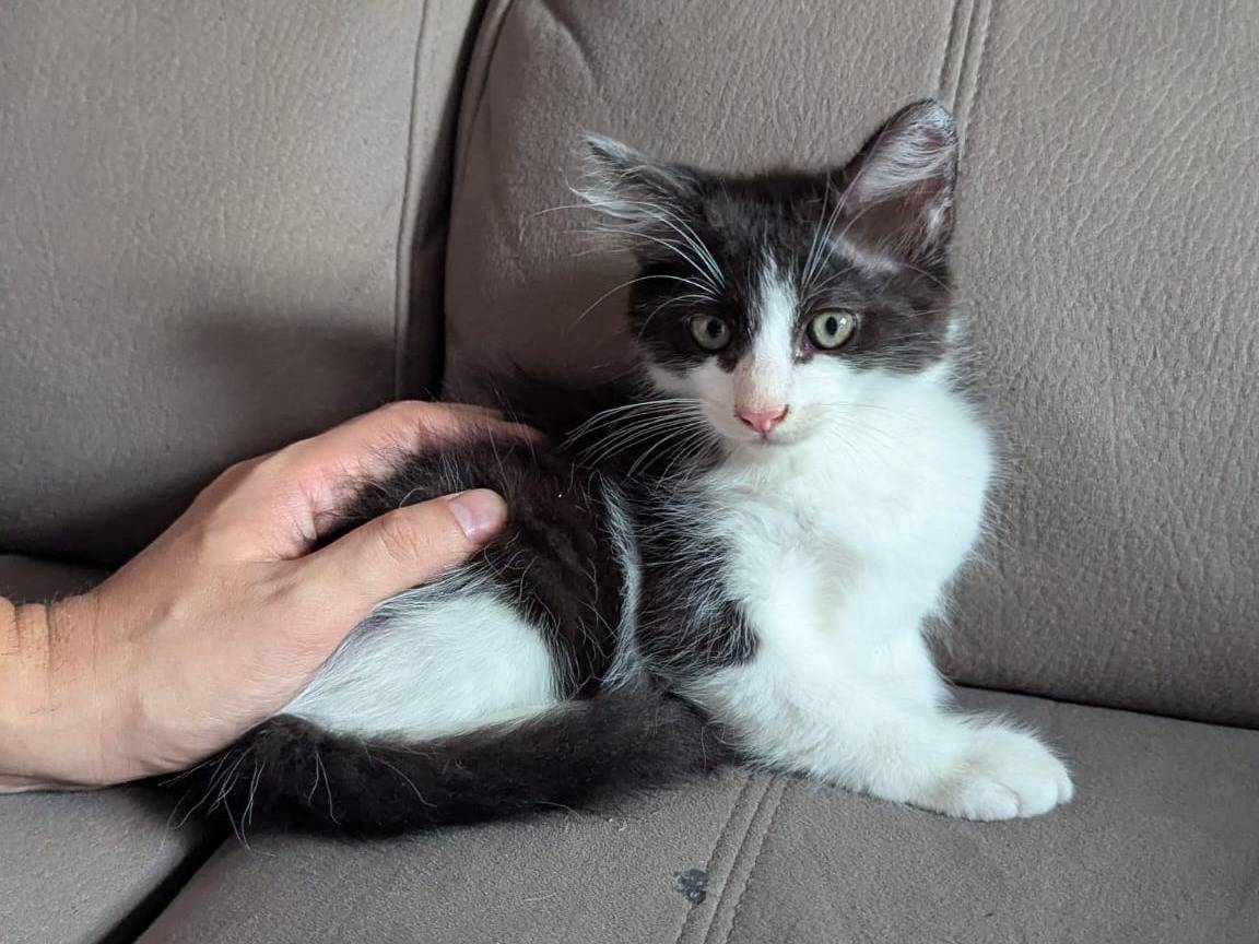 Vuoi adottare un gatto a Teramo?