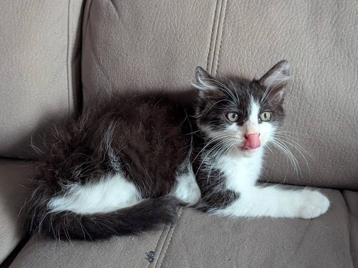 Adotta il gatto Tommy a Teramo