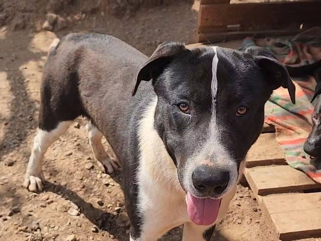 Adozione cane, maschio, Amstaff Razza sconosciuta, 1 anno e 7 mesi, taglia grande, Cosenza