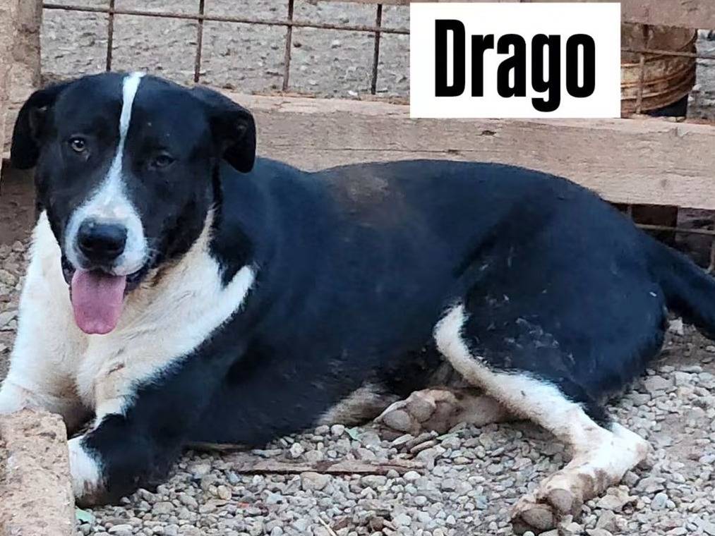 Adotta un cane, maschio, 1 anno e 7 mesi, Cosenza
