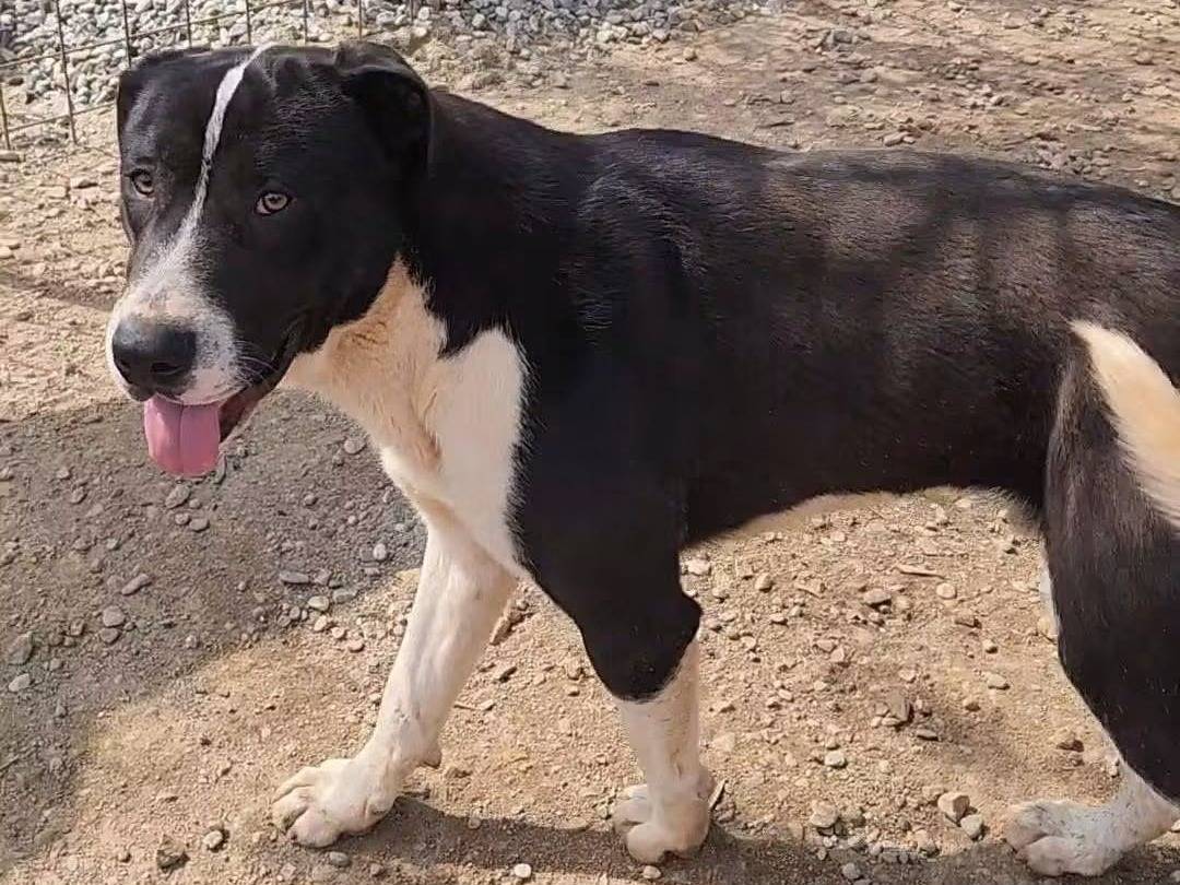 Adotta un cane, taglia grande, maschio, Cosenza