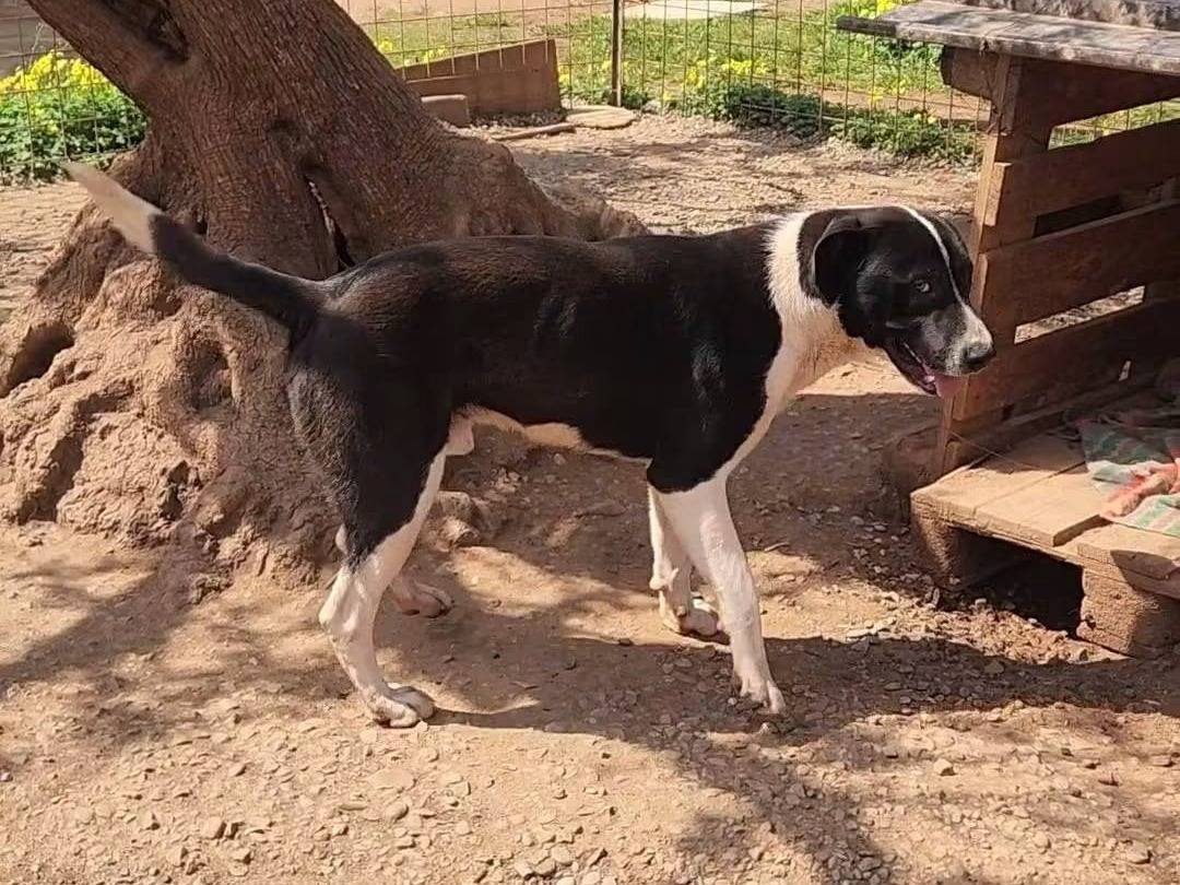 Vuoi adottare un cane a Cosenza?