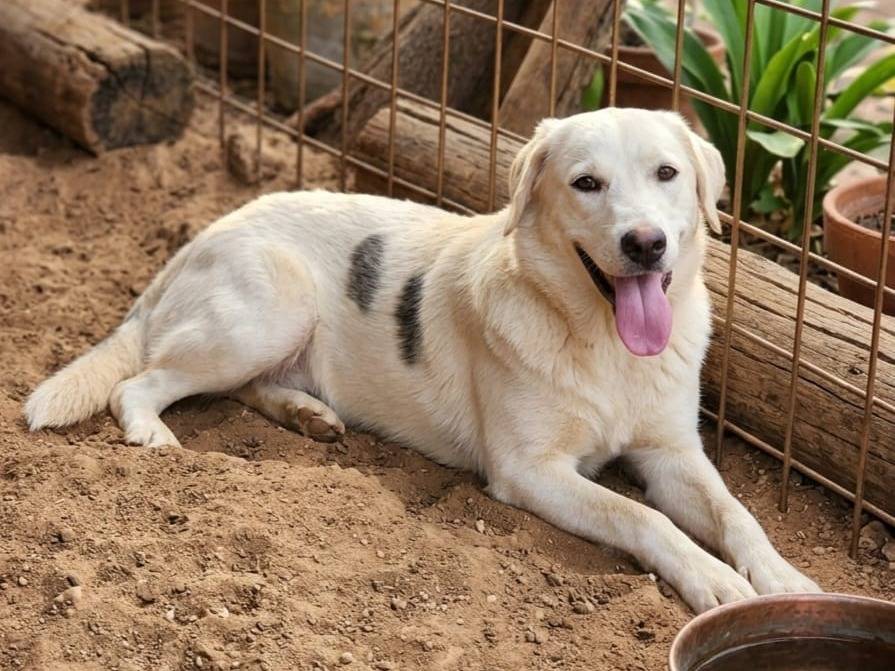 Adozione cane, femmina, Razza sconosciuta Razza sconosciuta, 6 mesi, taglia grande, Cosenza