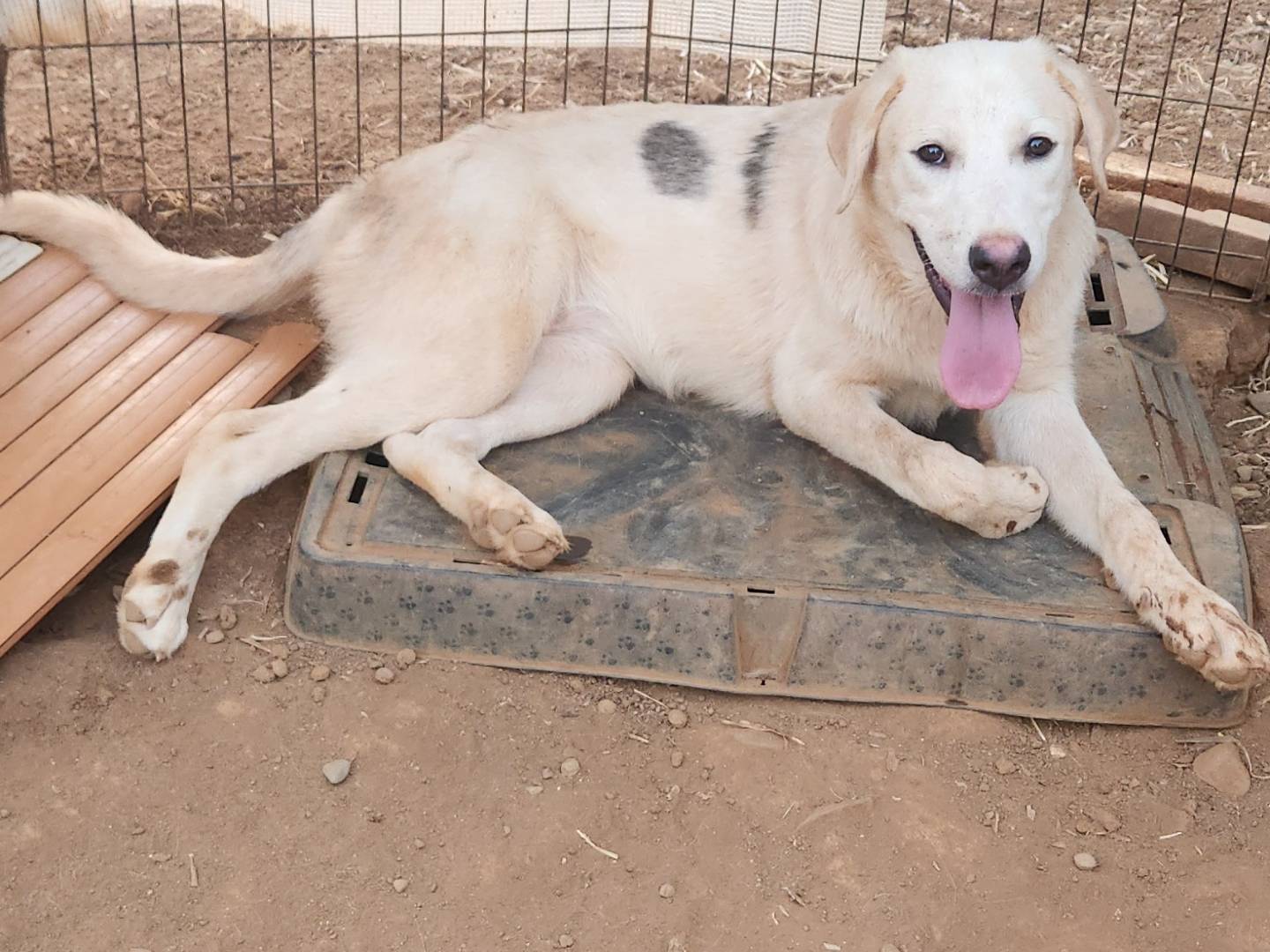 Adotta un cane, femmina, 6 mesi, Cosenza