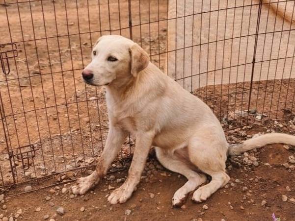 Adotta un cane, taglia grande, femmina, Cosenza