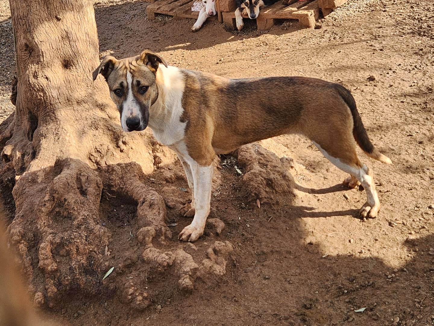 Vuoi adottare un cane a Cosenza?