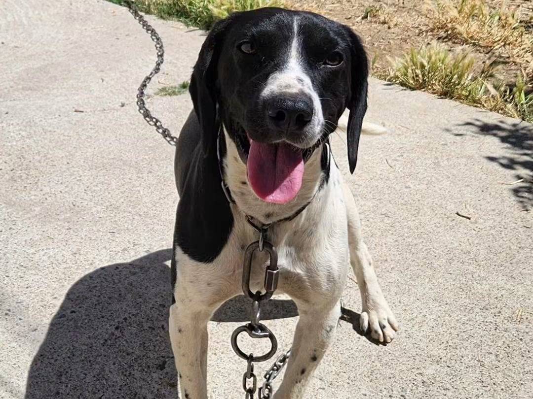 Adozione cane, maschio, Razza sconosciuta Razza sconosciuta, 2 anni, taglia media, Cosenza