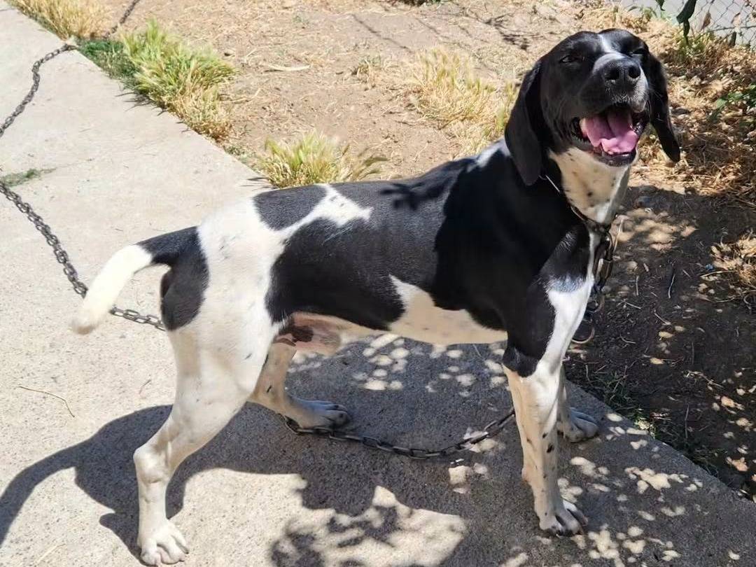Adotta un cane, maschio, 2 anni, Cosenza