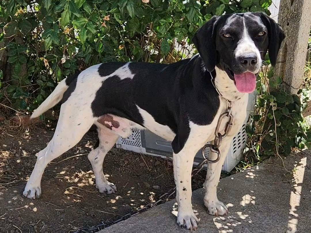 Adotta un cane, taglia media, maschio, Cosenza