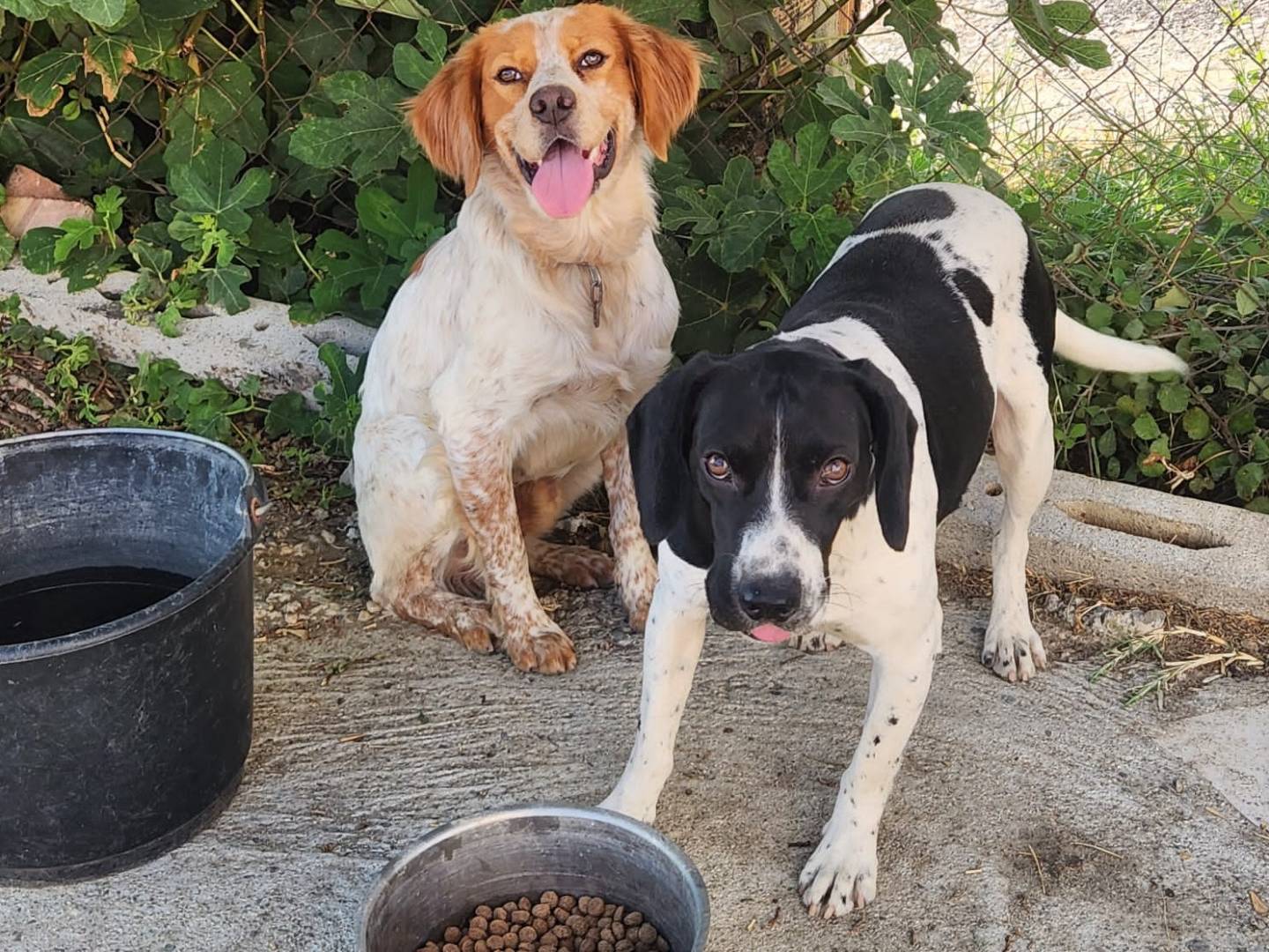 Vuoi adottare un cane a Cosenza?