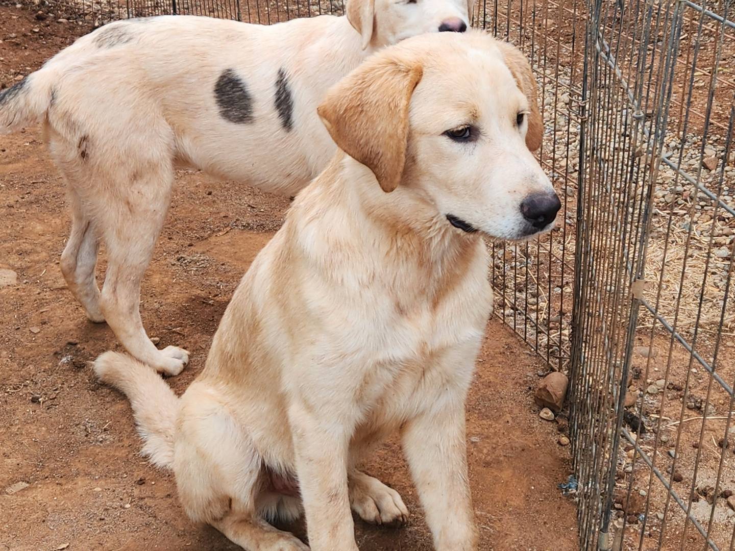 Adozione cane, maschio, Labrador Retriever Pastore maremmano, 6 mesi, taglia grande, Cosenza