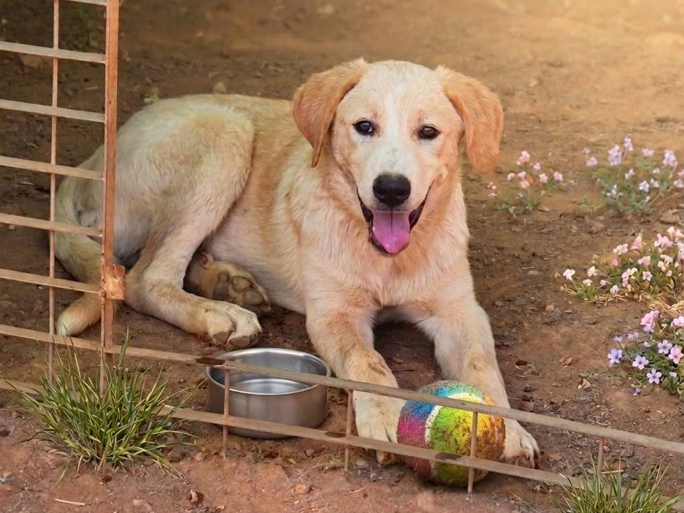 Adotta un cane, maschio, 6 mesi, Cosenza