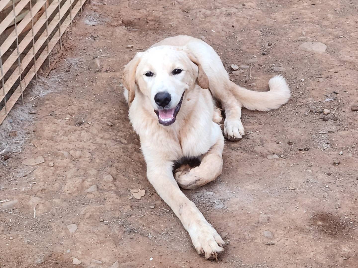 Adotta un cane, taglia grande, maschio, Cosenza