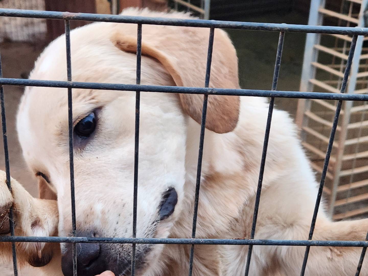 Vuoi adottare un cane a Cosenza?