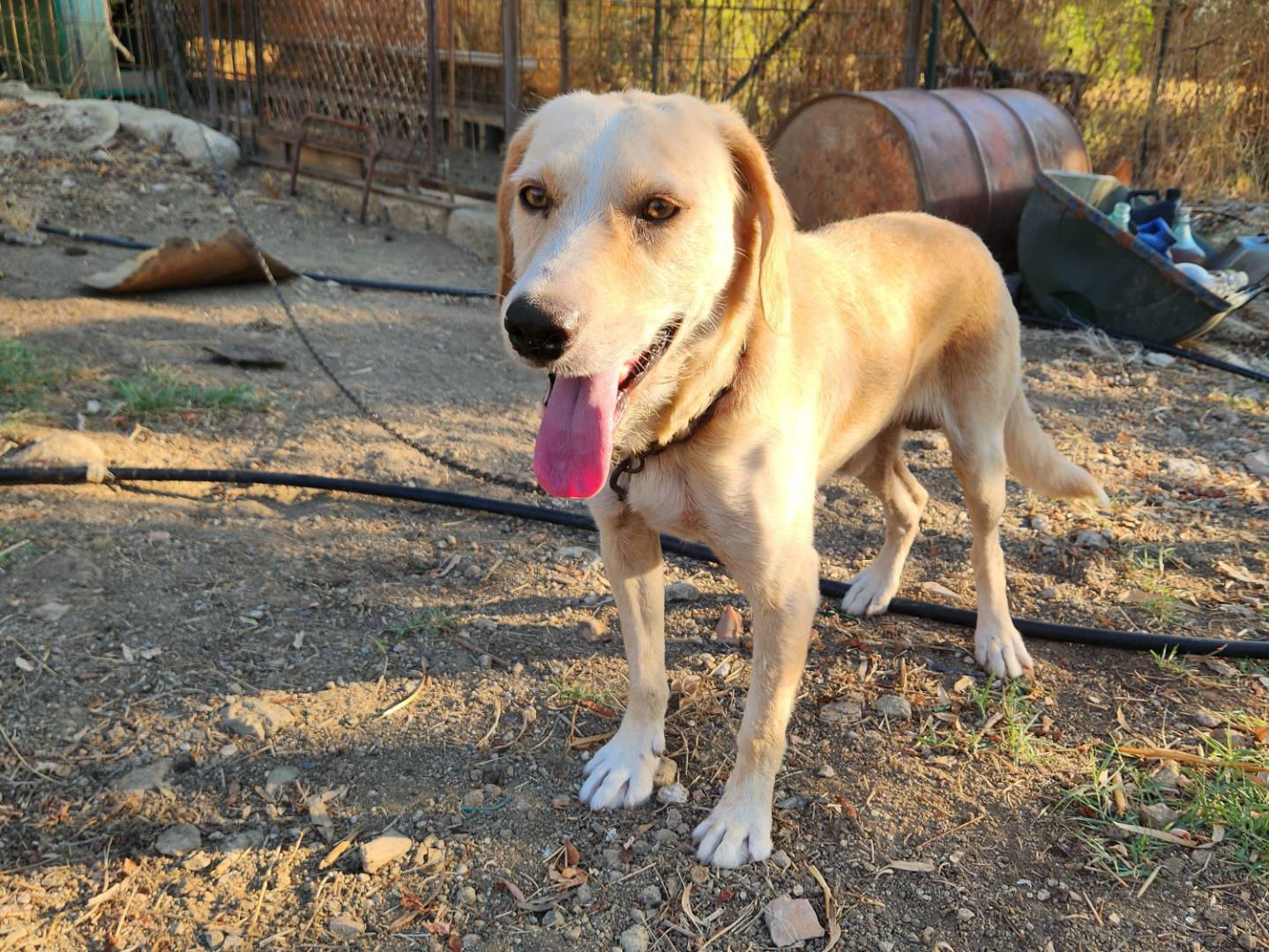 Adozione cane, maschio, Segugio Razza sconosciuta, 6 anni e 7 mesi, taglia media, Cosenza