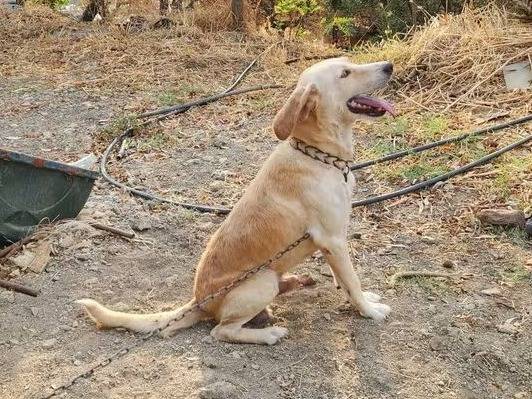 Adotta un cane, maschio, 6 anni e 7 mesi, Cosenza