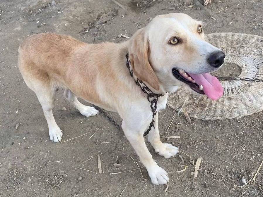 Adotta un cane, taglia media, maschio, Cosenza