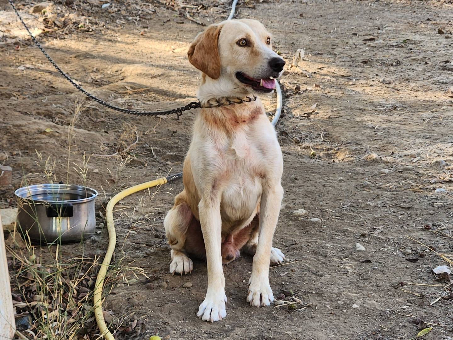 Vuoi adottare un cane a Cosenza?