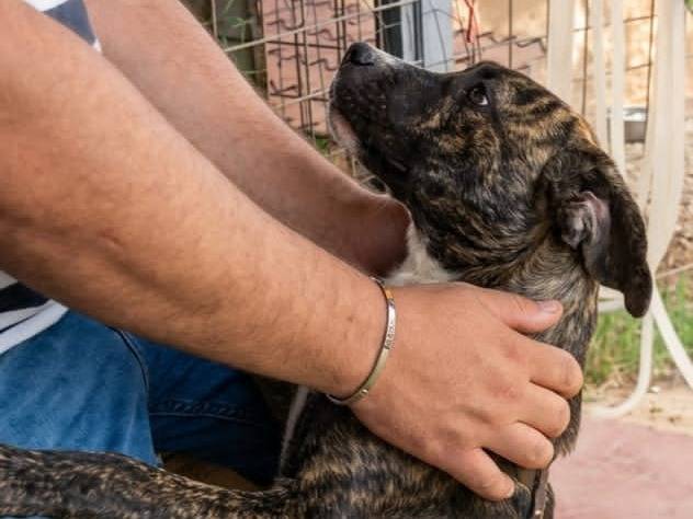 Adozione cane, maschio, Corso Razza sconosciuta, 4 mesi, taglia grande, Cosenza