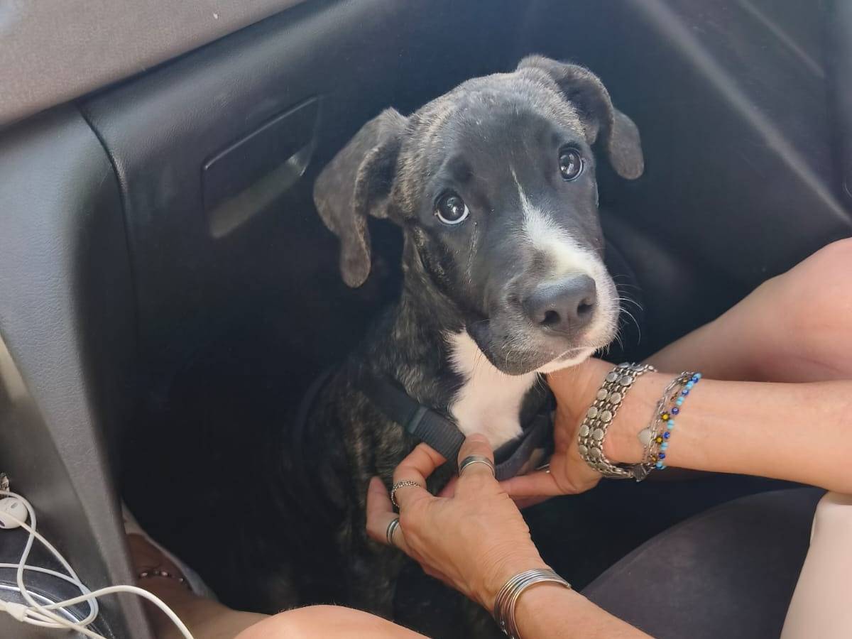 Adotta un cane, maschio, 4 mesi, Cosenza