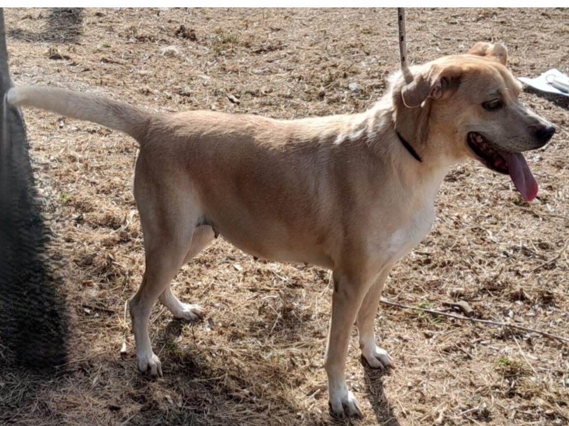 Adotta un cane, femmina, 6 anni e 8 mesi, Latina