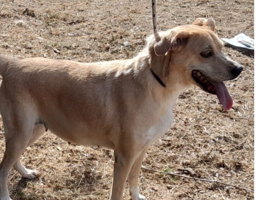 Adozione cane, femmina, Razza sconosciuta Razza sconosciuta, 6 anni e 8 mesi, taglia media, Latina
