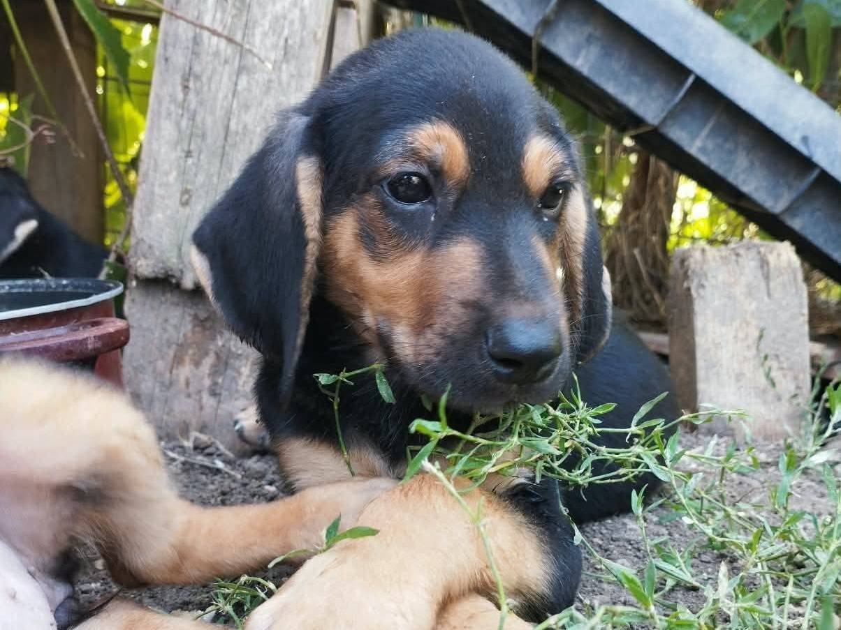 Adozione cane, maschio, Segugio Razza sconosciuta, 3 mesi, taglia media, Benevento