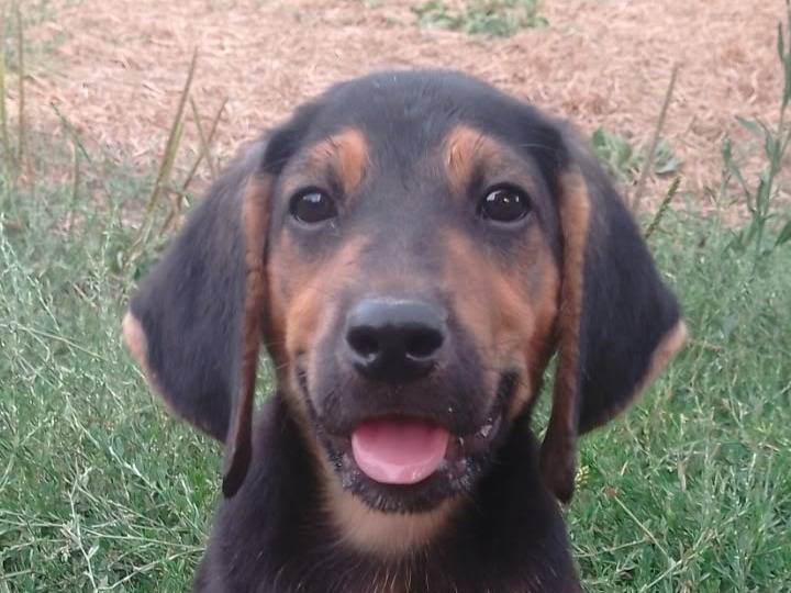 Adotta un cane, maschio, 3 mesi, Benevento