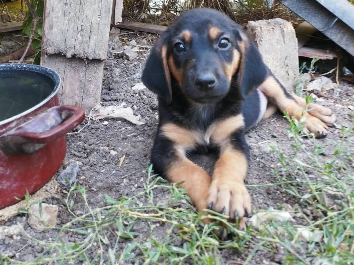 Adotta un cane, taglia media, maschio, Benevento