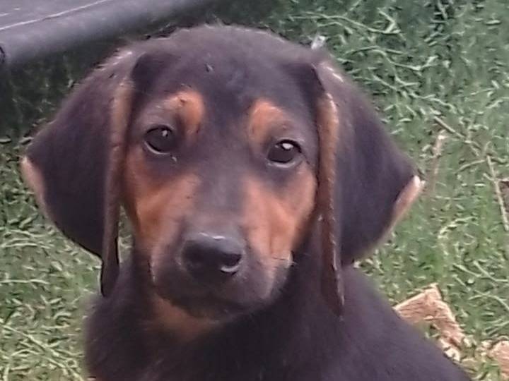Vuoi adottare un cane a Benevento?