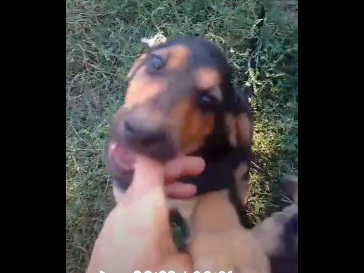 Adotta il cane Poldo  a Benevento