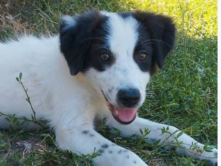 Adozione cane, femmina, Border Collie Razza sconosciuta, 3 mesi, taglia media, Benevento