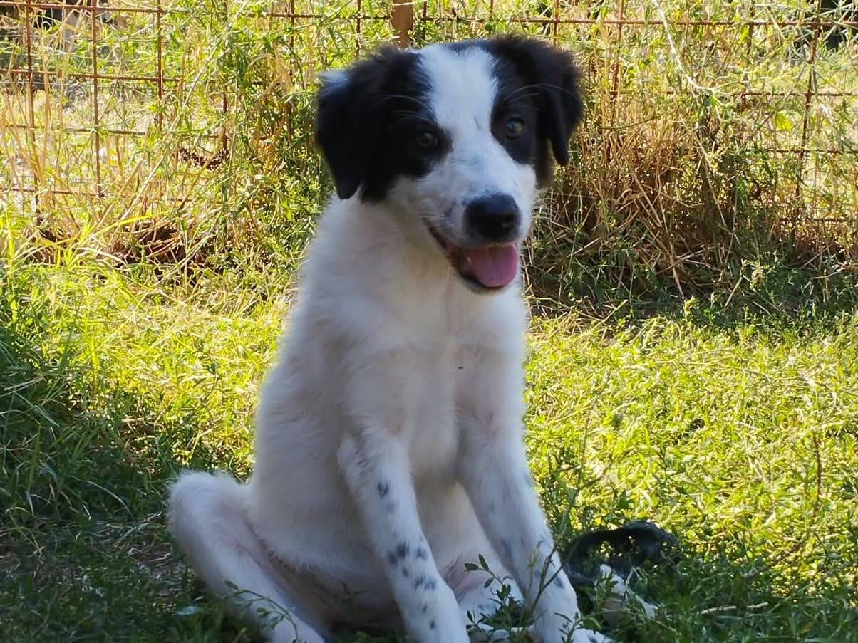 Adotta un cane, femmina, 3 mesi, Benevento