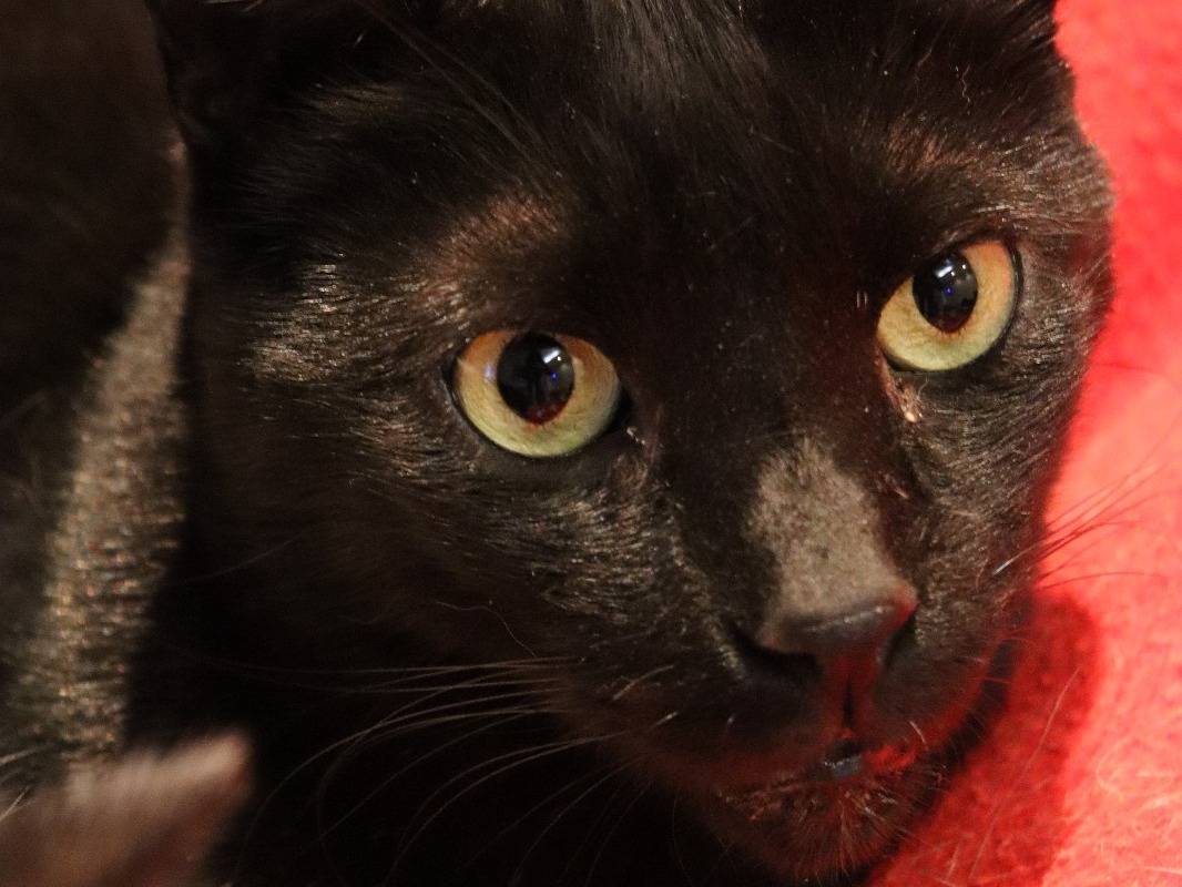 Adozione gatto, maschio, Razza sconosciuta Razza sconosciuta, 5 anni e 3 mesi, taglia non valida, Milano