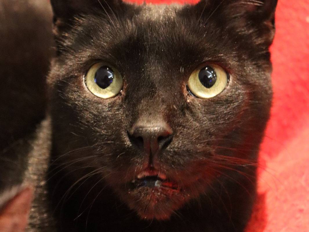 Adotta un gatto, taglia non valida, maschio, Milano