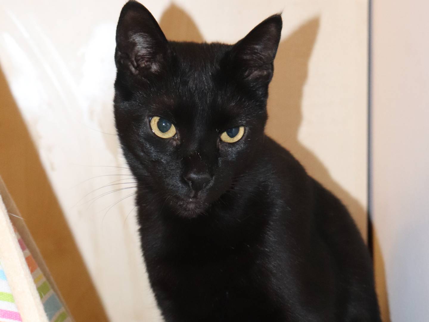 Vuoi adottare un gatto a Milano?