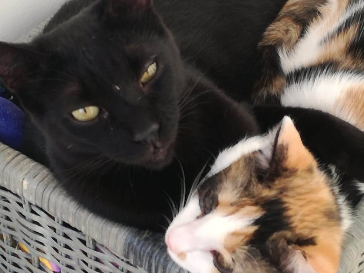 Adotta il gatto Geii a Milano
