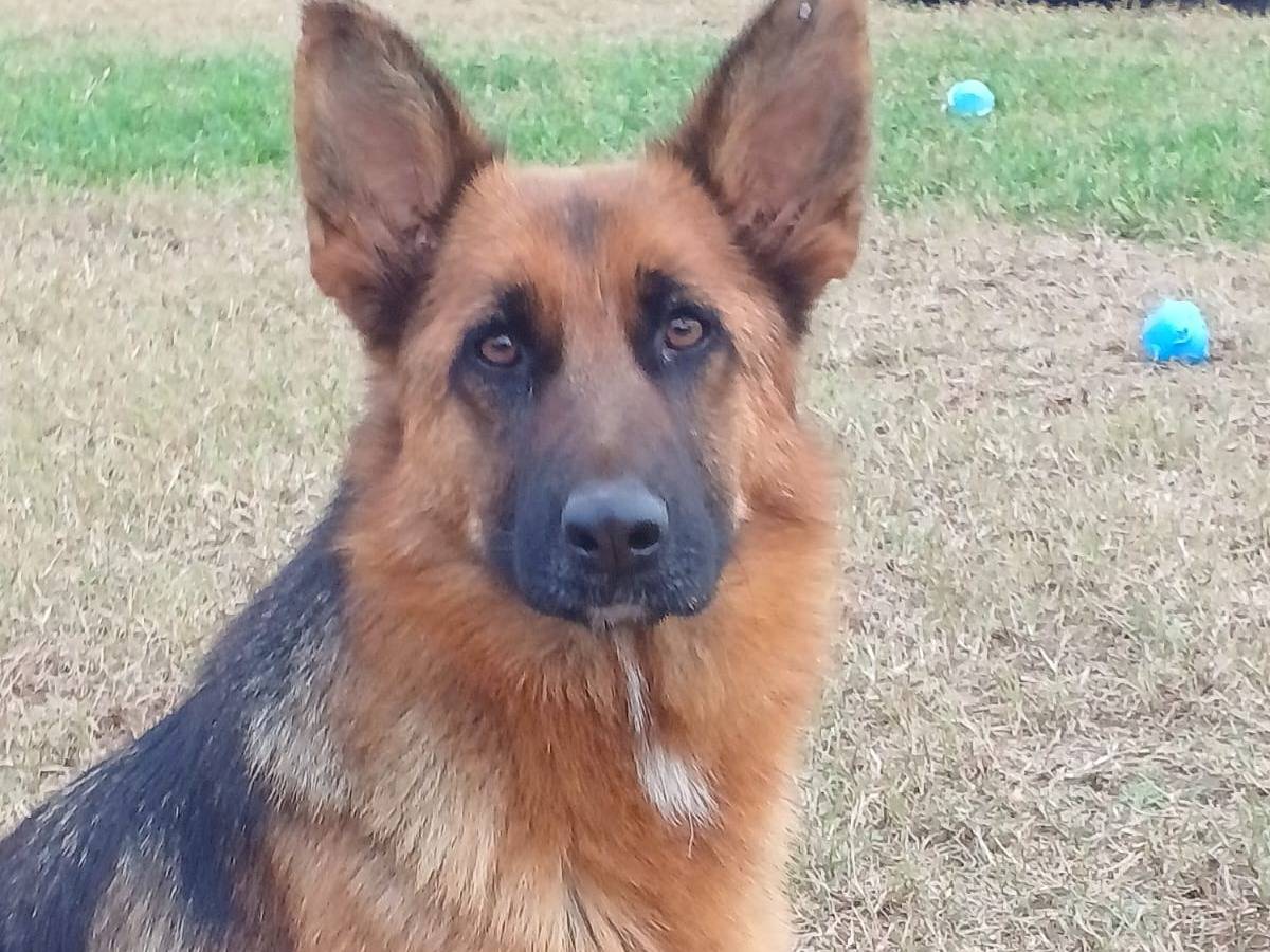 Adozione cane, femmina, Razza sconosciuta Razza sconosciuta, 4 anni e 2 mesi, taglia media, Mantova