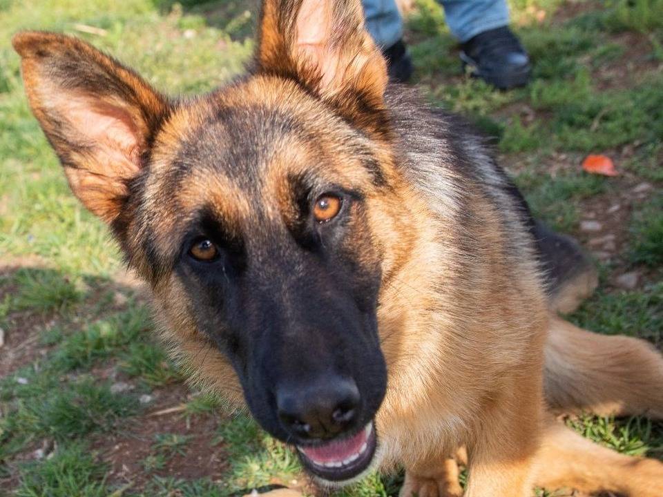 Adotta un cane, femmina, 4 anni e 2 mesi, Mantova