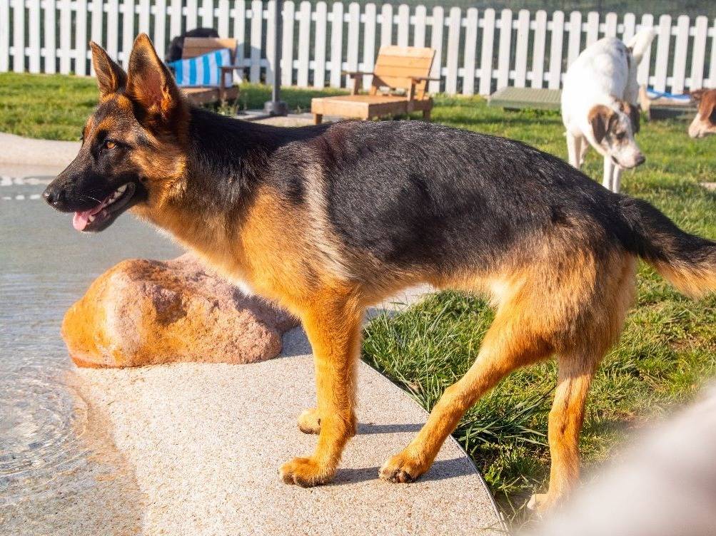 Adotta un cane, taglia media, femmina, Mantova