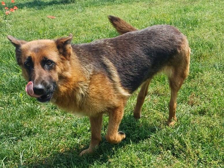 Vuoi adottare un cane a Mantova?