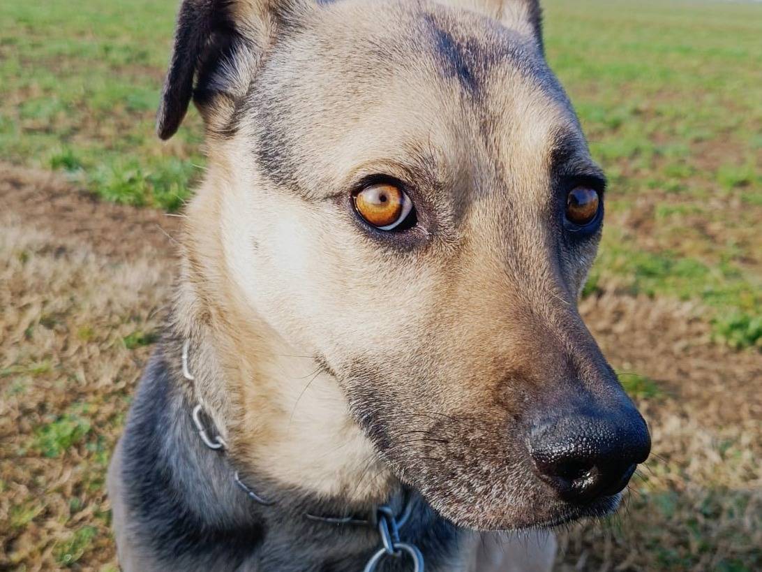Adotta un cane, maschio, 7 anni e 3 mesi, Brescia